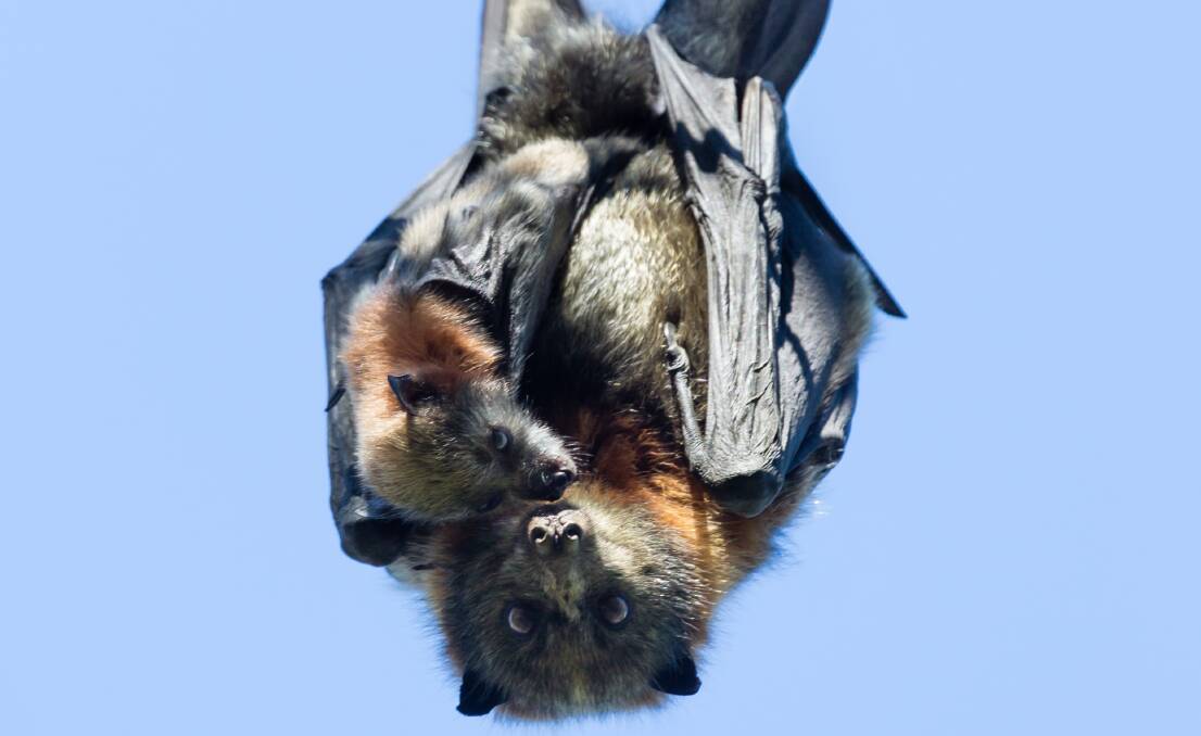 IT TAKES TWO TO DANGLE: A fruit bat with her baby at Yarra Bend Park.