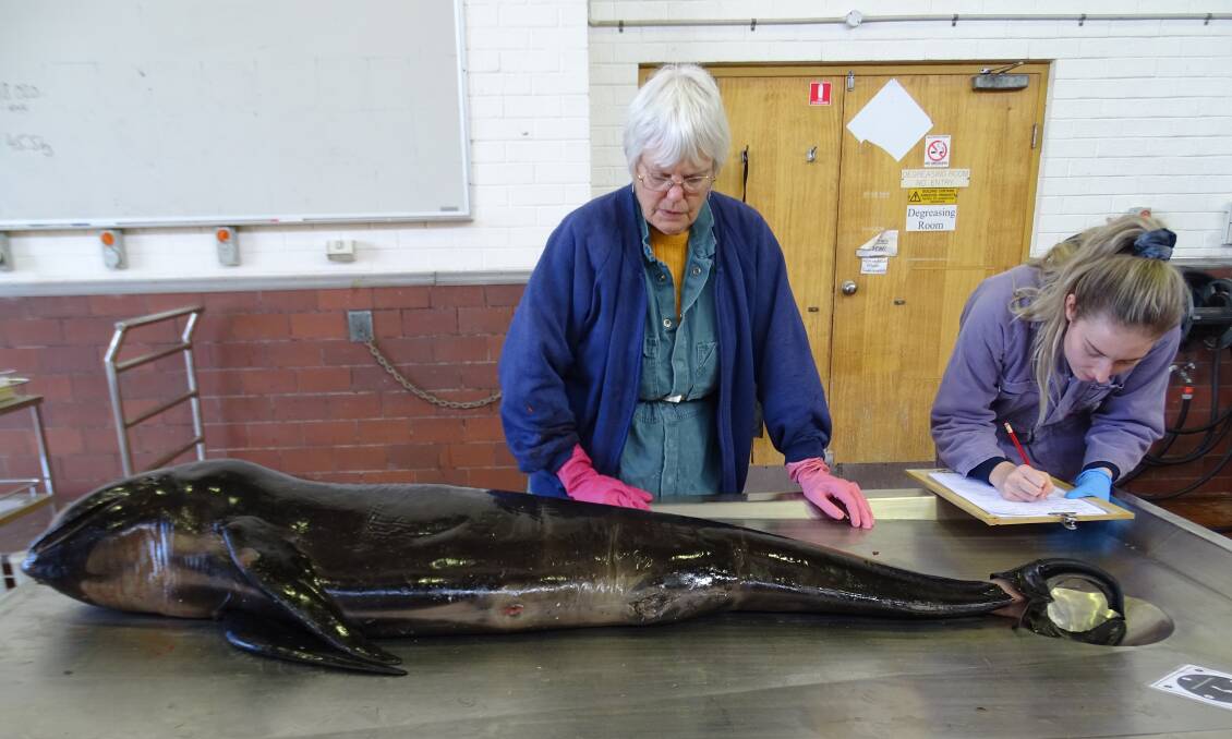 DEDICATED: Dr Catherine Kemper from SA Museum researching dolphins and whales. Her aim is for her work to contribute to conservation. Photo: SA Museum