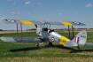 Tiger Moths out from forced hibernation