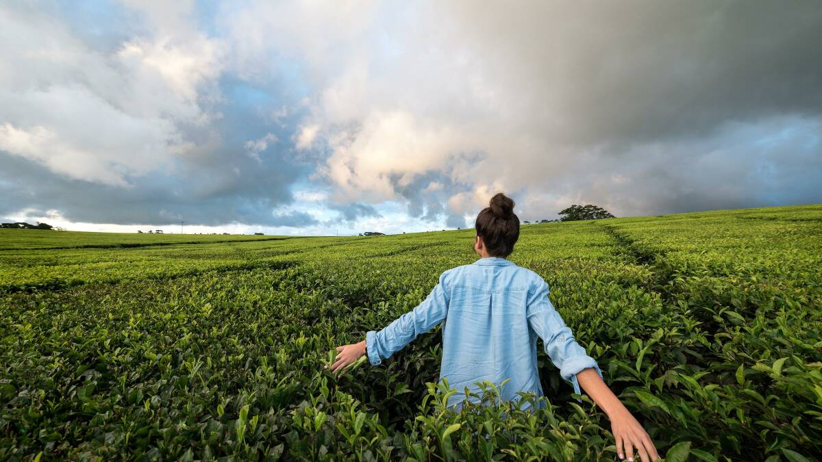 YOUR CUP OF TEA?: The Nerada plantation.