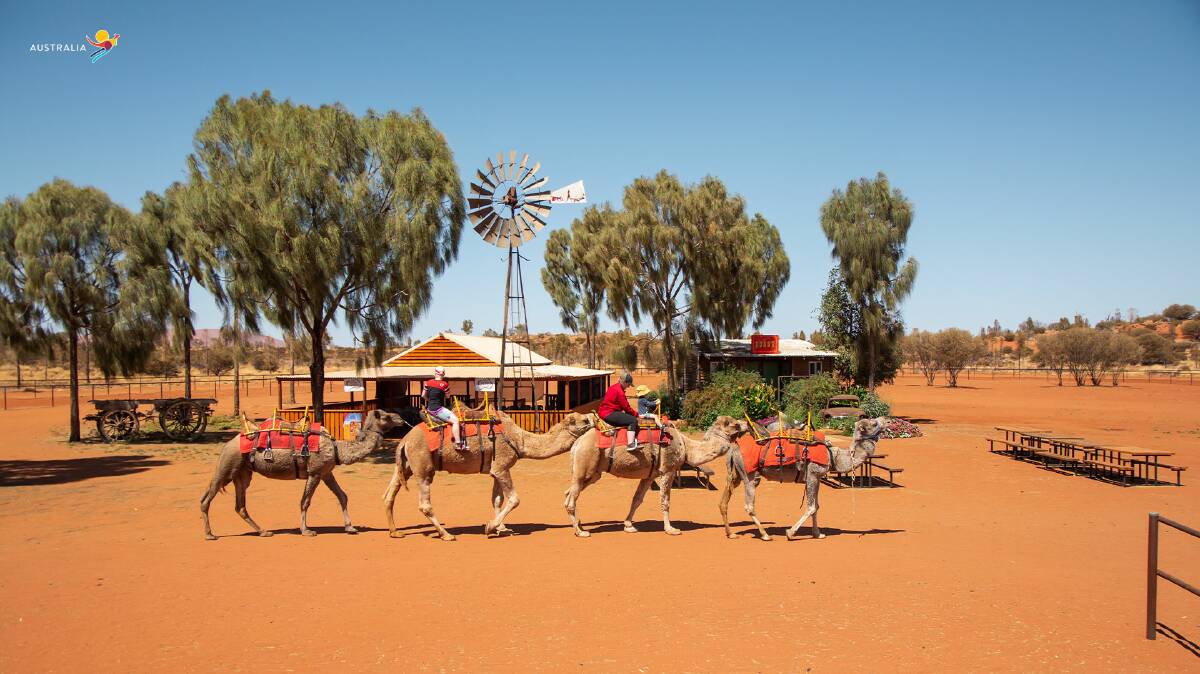 SHIPS OF THE DESERT: With the camels at Yulara in the Northern Terrirtory.