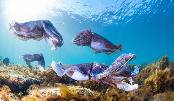 LOVE-IN: Cuttlefish annual aggregation, Eyre Peninsula, SA. Photo @southaustralia/@benzboy37.
