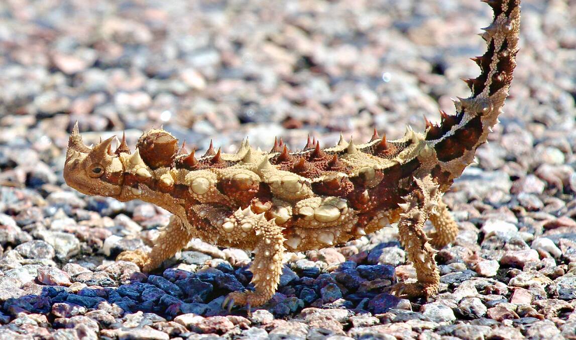 OK, AN EXCEPTION: Thorny devil, May 2016, Barkley Highway, NT. Bruce and Lynn saw it safely across the road. 