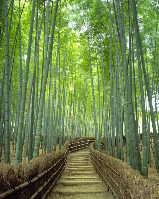 Otherworldly: The famous Arashiyama Bamboo Grove on Kyoto's western edge.