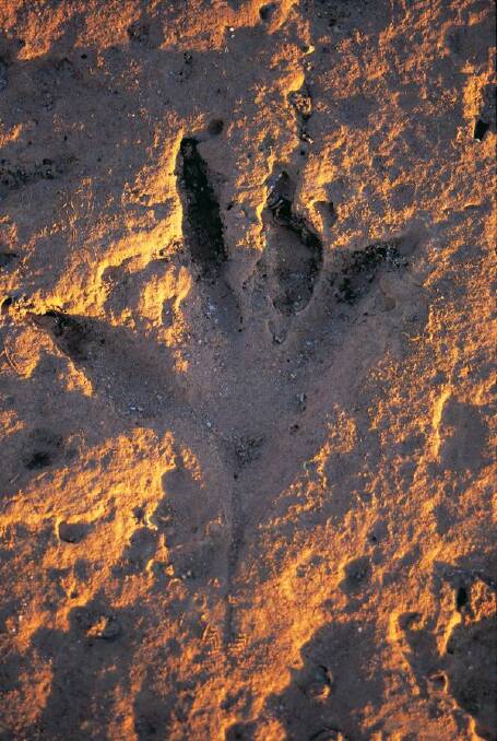 HAPPY NOT TO MEET YOU: World's largest dinosaur footprints, Broome, WA. Photo @westernaustralia/@ally.photog.