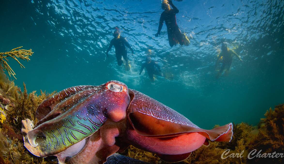 GO GET YOUR OWN ROOM: Hundreds of giant cuttlefish come to Spencer Gulf to mate every winter - and snorkellers can't wait to see them.