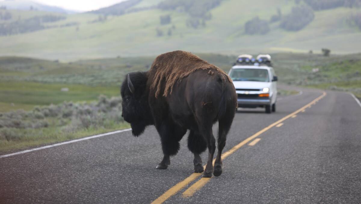 NO DICIN' WITH BISON: You never know who you'll meet in Yellowstone. Photo: Wyoming Office of Tourism