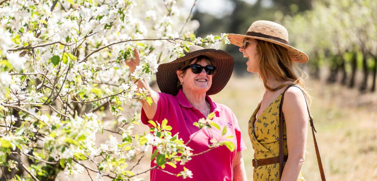 SPRINGTIME BLISS: Enjoy apple blossom time in the Granite Belt 
