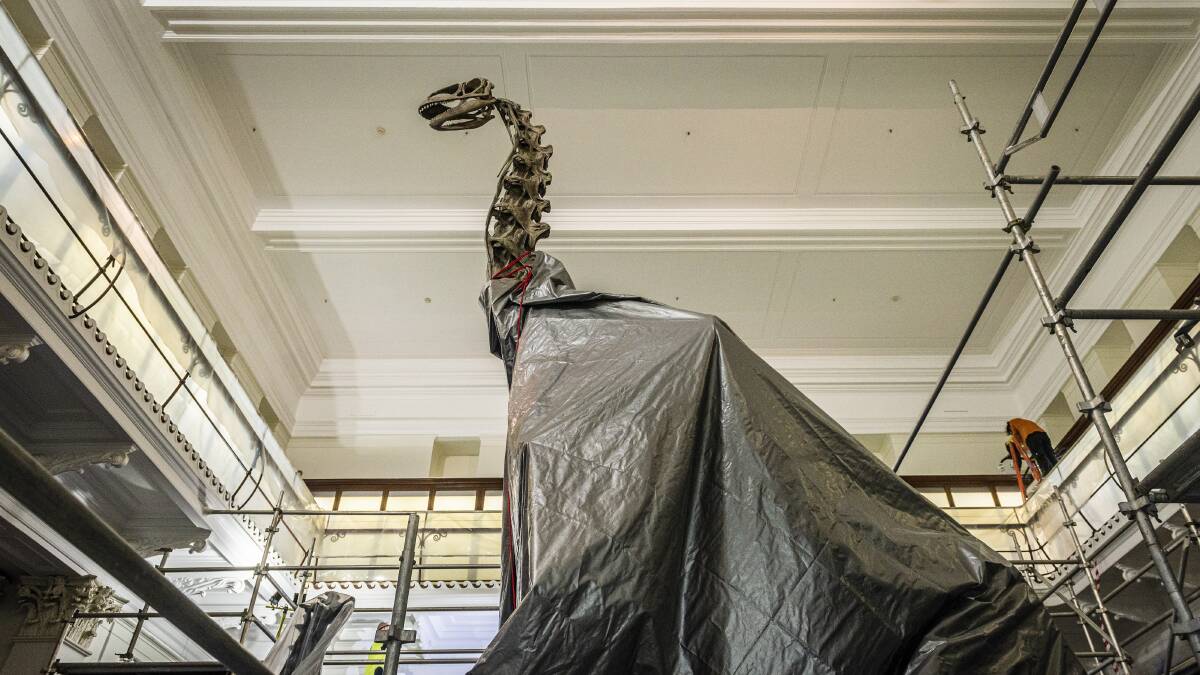 FEELING A LITTLE DUSTY: The skeleton of a jobaria, a herb-eating sauropod that inhabited parts of Saharan Africa, gets a cover-up in the Australian Museum's existing dinosaur room. 