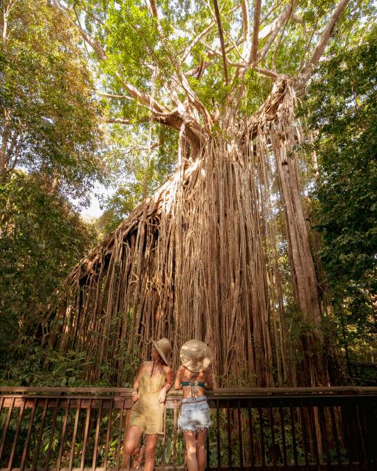 ANCIENT RELIC: The Curtain Fig Tree.