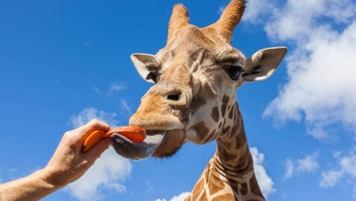 HIGH THERE: Werribee Open Range Zoo is one of the area's top attractions, with plenty of opportunities to meet the residents.