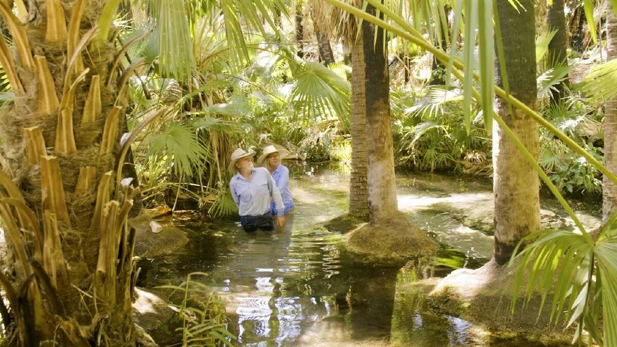 LUSH: Zebedee Springs, with its livistona palms, pandanus and pools, is close to El Questro Station, just two hours from Kununurra. Photo: Australia's North West