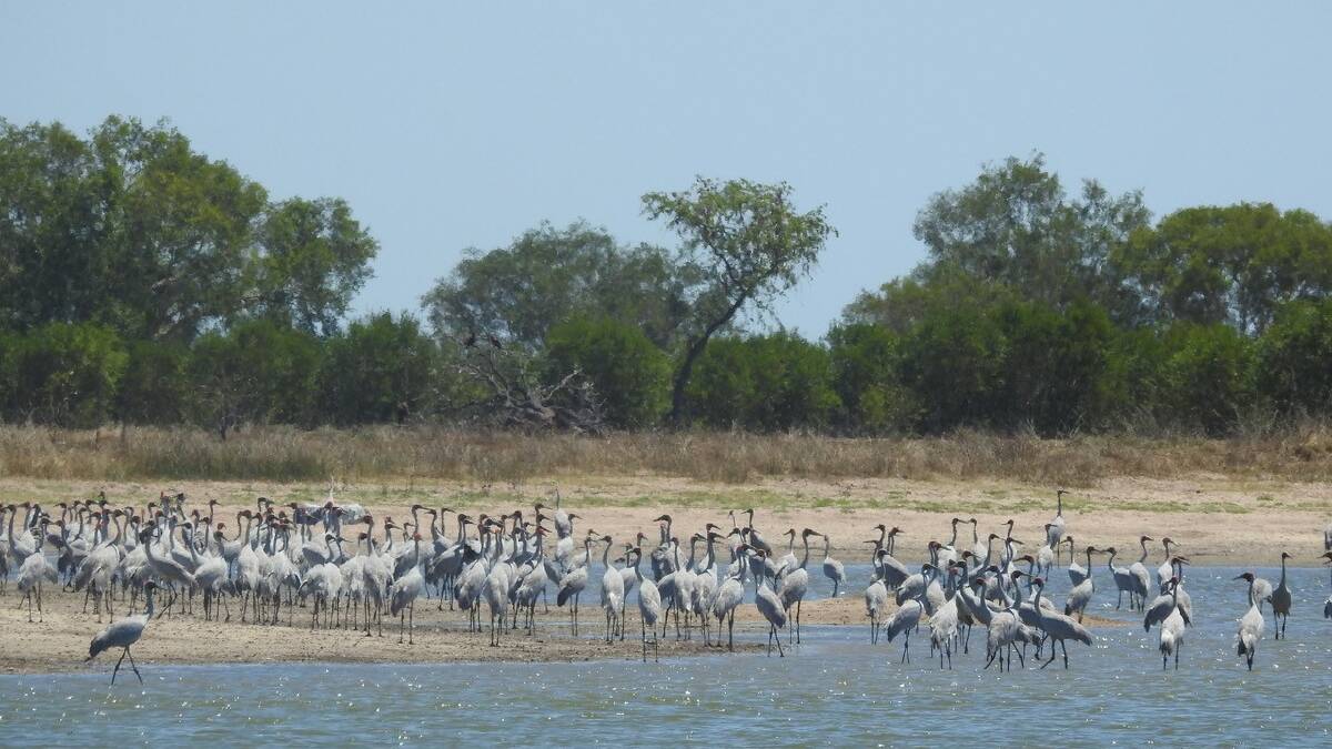 DANCE OF THE BROLGAS: A graceful wading bird, the species is found in lakes and wetlands around Broome.