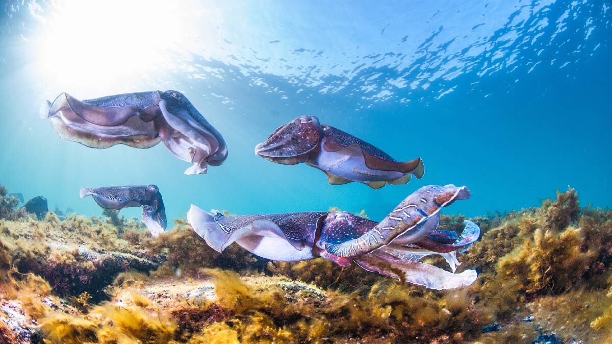WHATEVER IT TAKES: Male cuttlefish battle fiercely - and deploy an arsenal of deceptions - to catch the eye of a fetching mate.