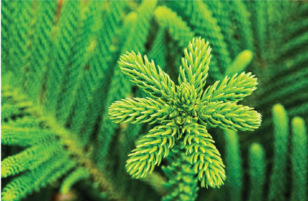 VULNERABLE: The Norfolk Island pine. More than 400 plant species have been introduced to the island, some of which have become weeds that have pushed out native plants. 
