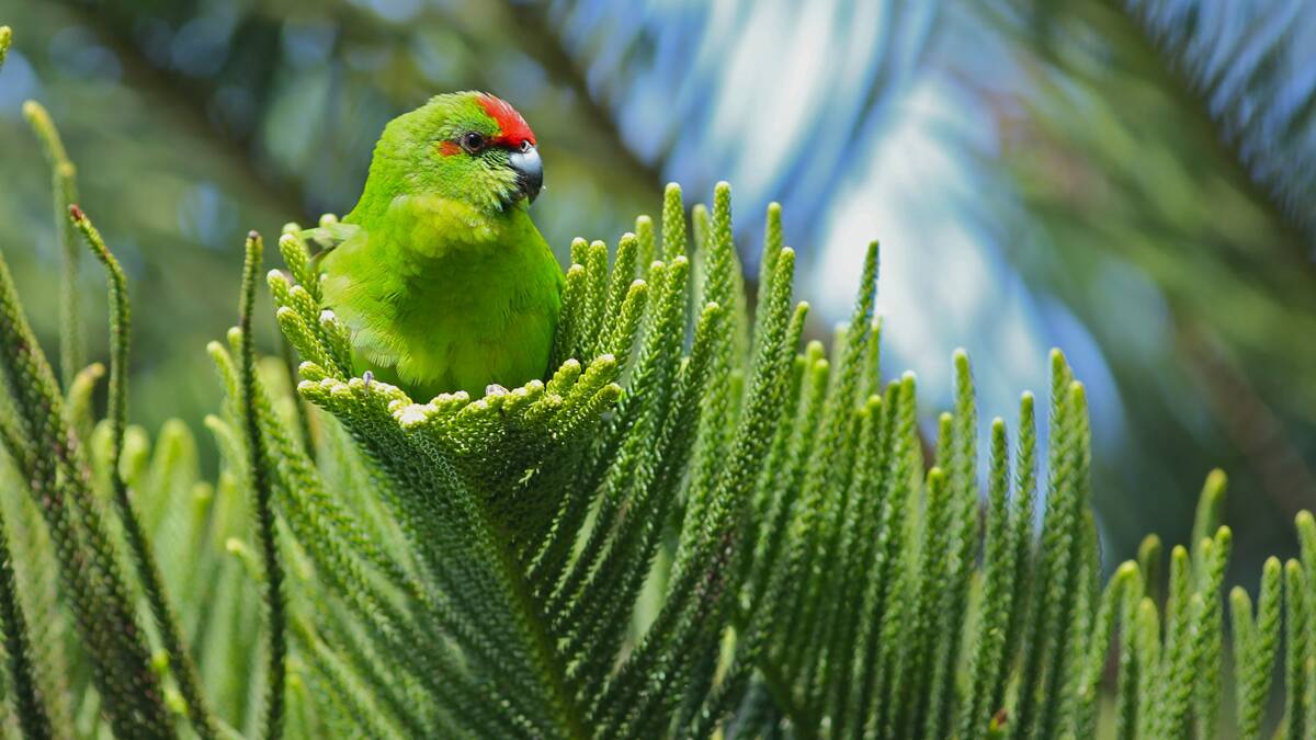 IN TROUBLE: Norfolk Island is home to 14 native bird species, including the critically endangered Norfolk Island green parrot (pictired).