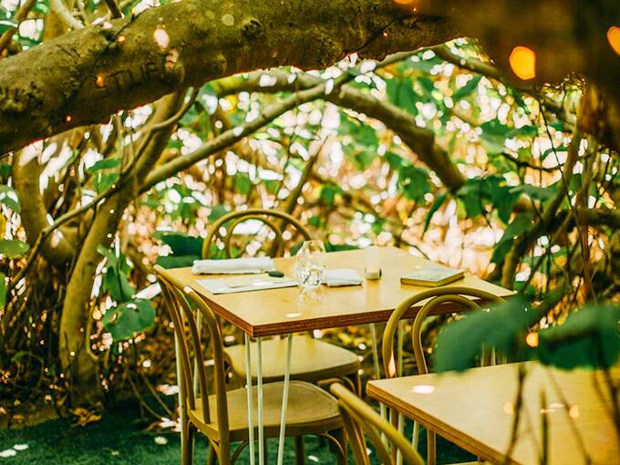 A LITTLE MAGIC: Enjoy a special hand-crafted six-course meal amid the dappled light of a 100-year-old fig tree at the Enchanted Fig Tree in the north of Kangaroo Island. 