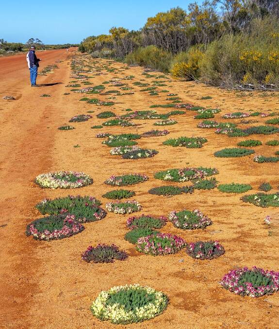 Wildflower season starting early in WA outback