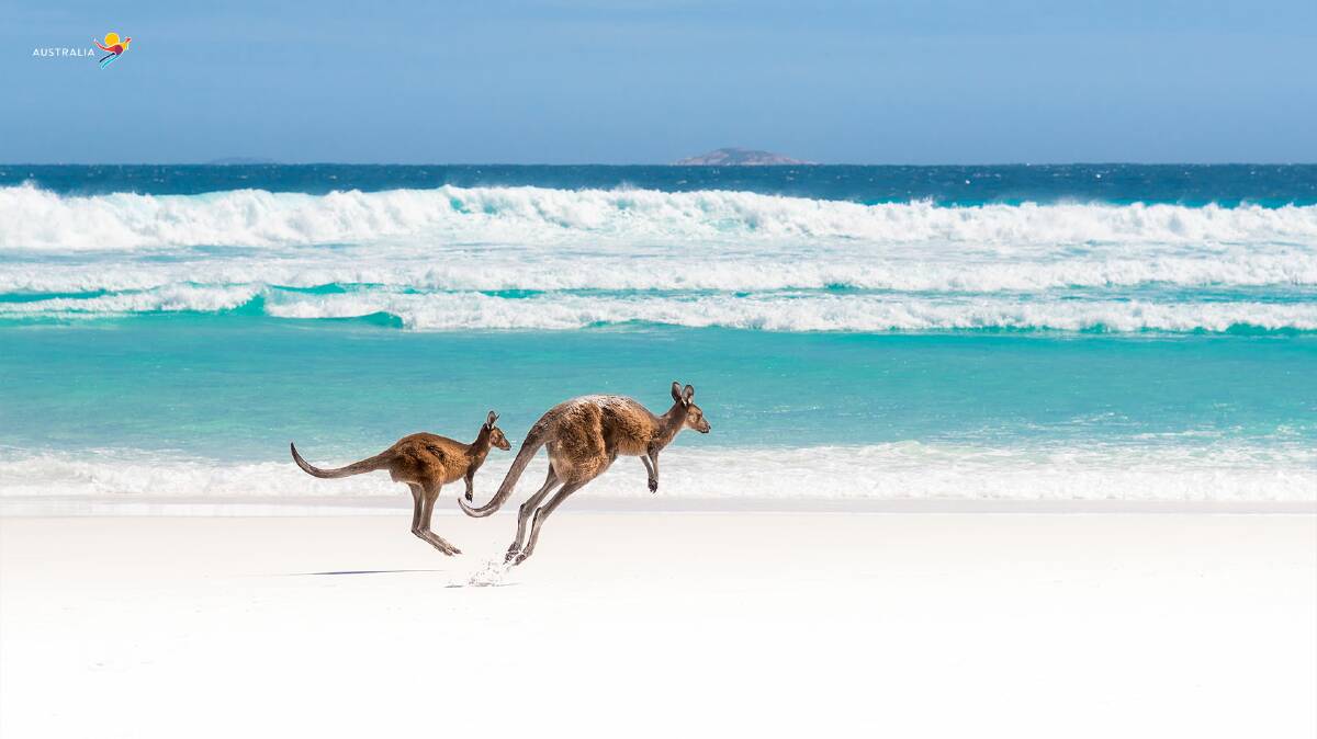 ROOS WITH A VIEW: Lucky Bay, southeast of Esperence in WA.