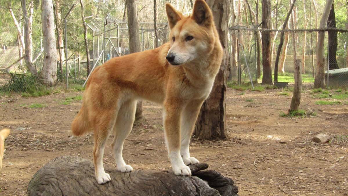 AT RISK: The impact of ehrlichiosis on wild dog populations is unknown but dingoes that move into areas of human habitation could be just as susceptible to infection as domestic dogs. 