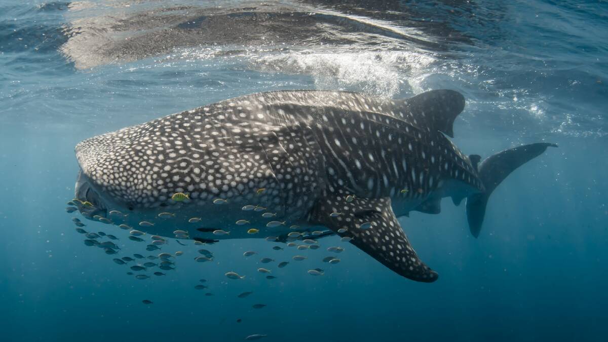 HELLO, NOT-SO-LITTLE FISHY: Ningaloo Marine Park is one of the most reliable places in the world to swim with whale sharks.