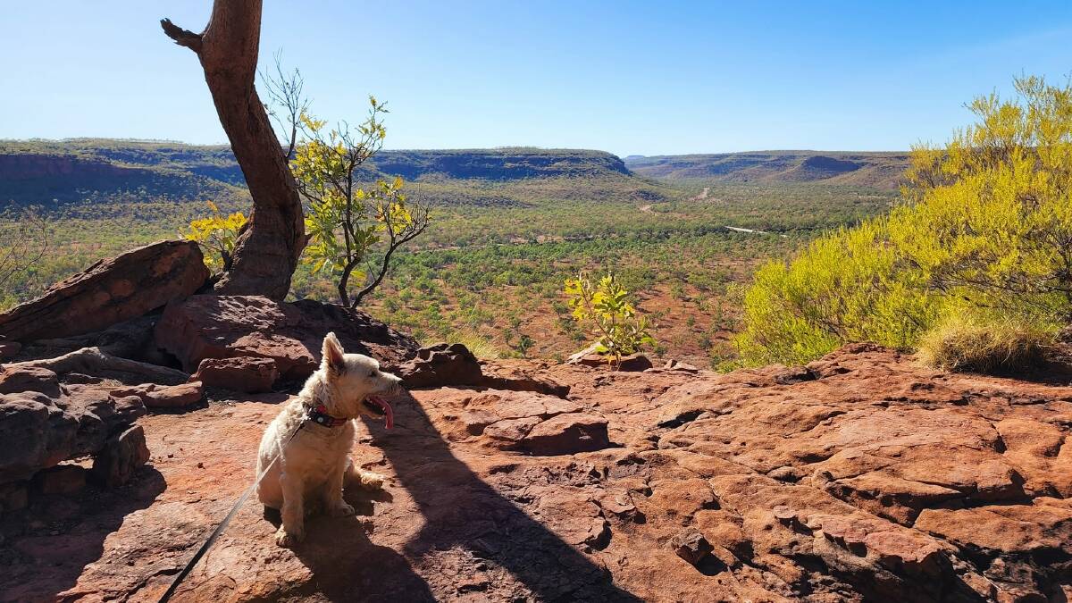 Travelling around Australia with a dog? Jim Jenkins shares his tips