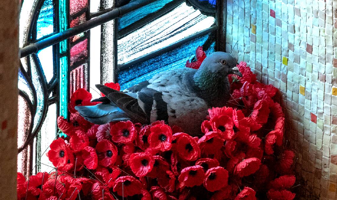 A pigeon has made its nest in the Australian War Memorial's Hall of Memory. Picture: Ian Roach