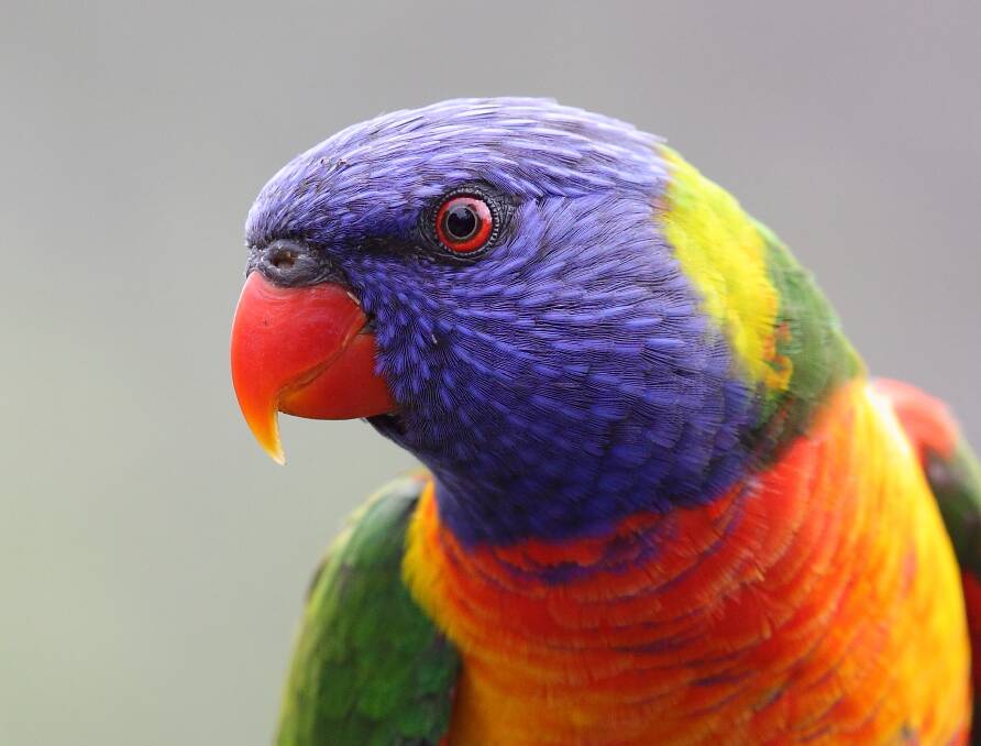 TOP BIRD: The rainbow lorikeet retains its place as the most counted bird in Australia. Photo: Andrew Silcocks.