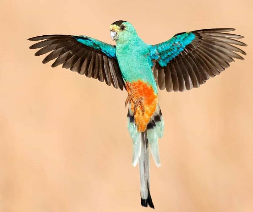 The golden-shouldered parrot is currently listed as Endangered and has been driven to extinction from more than 96% of its historical habitat. Photo: Jan Wegener