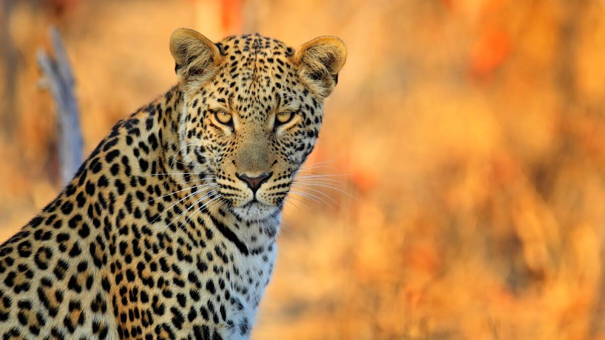 SPOT THE WILDLIFE: Leopard is one of Africa's "big five".