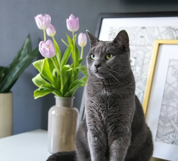 Cats and tulips are a bad mix. The whole of the tulip plant is poisonous to cats, from the petals to the stem and leaves. Picture by Milada Vigerova on unsplash
