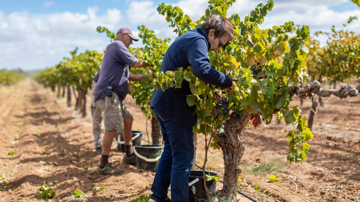 VINE TIME: There's work to be done before we all enjoy a glass of wine. Here workers tend to the grapes at Atze's Corner Wines Estate in the Barossa. Photo: Sam Kroepsch.