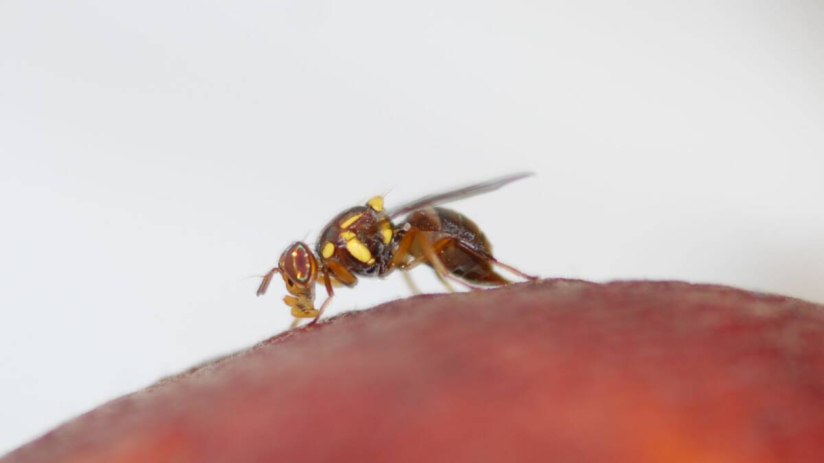 PESKY PEST: The fruit fly.