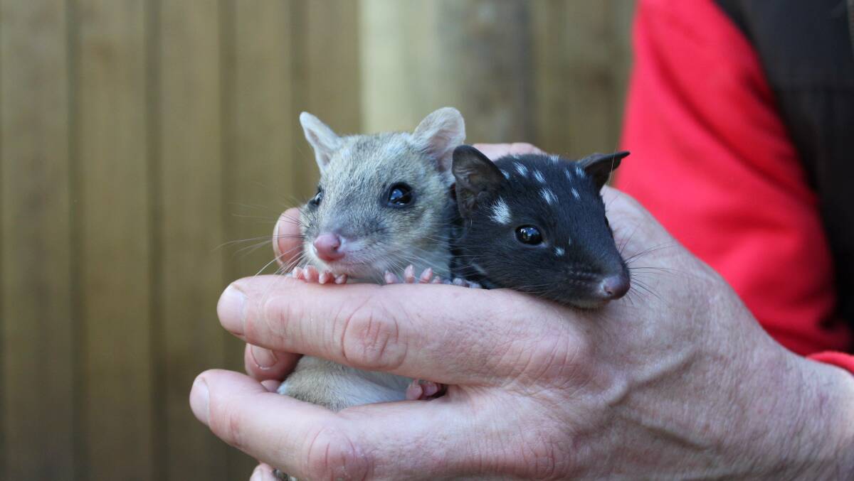 PRECIOUS: The spotted-tailed quoll is widely but sparsely distributed across Tasmania and is now considered endangered.