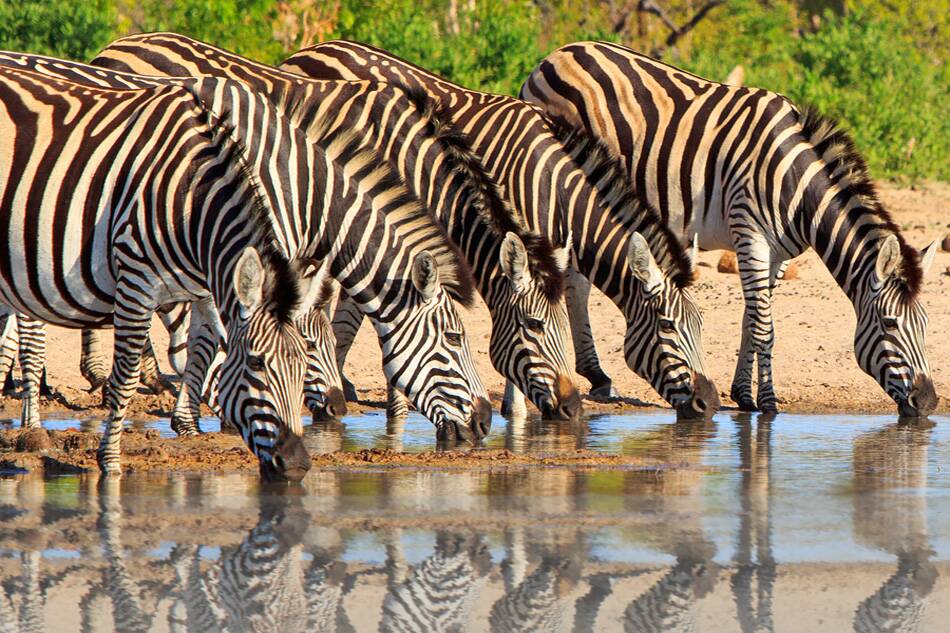STRIPES GALORE: Zebras gather at a waterhole.