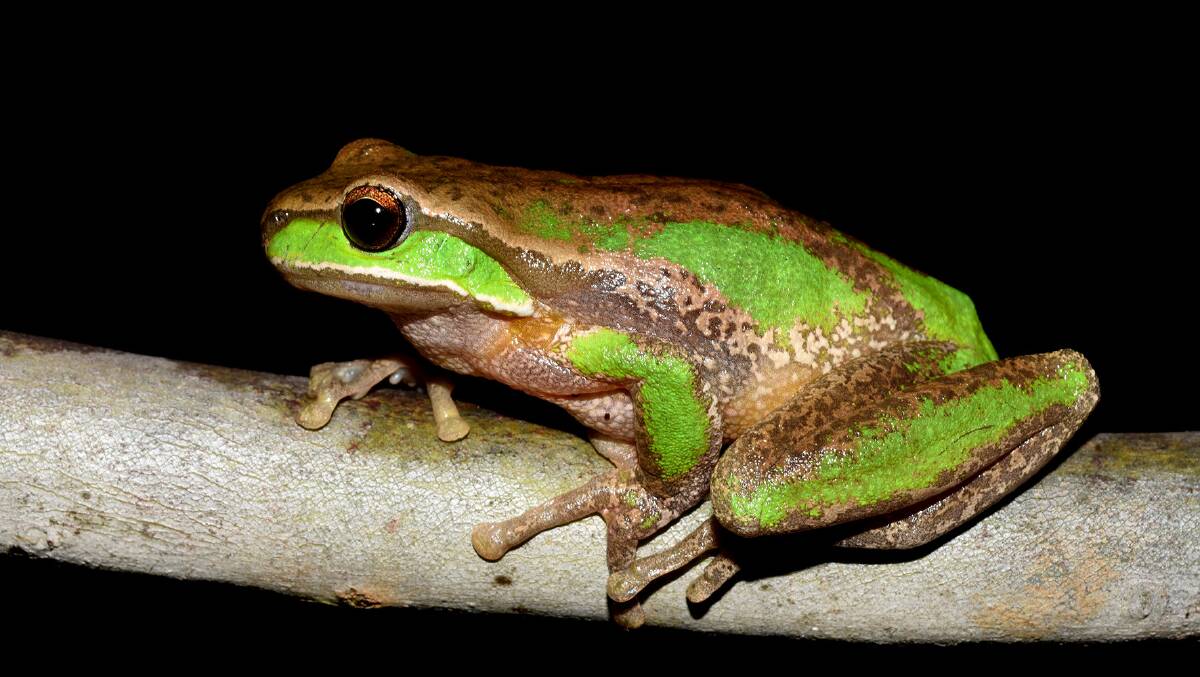 Davie's tree frog: courtesy Australian Museum.