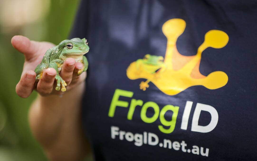 HOP TO IT: You can help protect vulnerable frog species by recording and uploading the sound of their calls. Photo: Salty Dingo