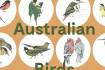 Guide to native birds - no geekspeak