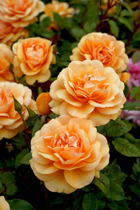 Golden Beauty is a colourful new variety.