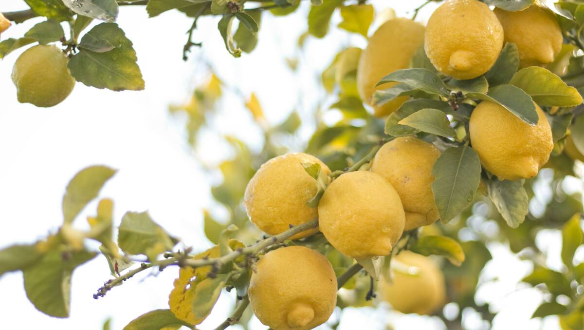 A lemon tree is a beautiful and productive addition to any garden.