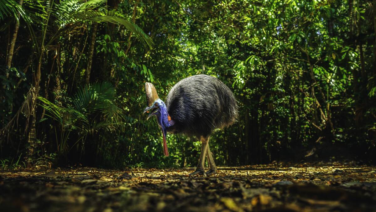 A BIRD IN THE BUSH: Summer is your best chance to see the elusive cassowary. Photo: Tourism and Events Queensland