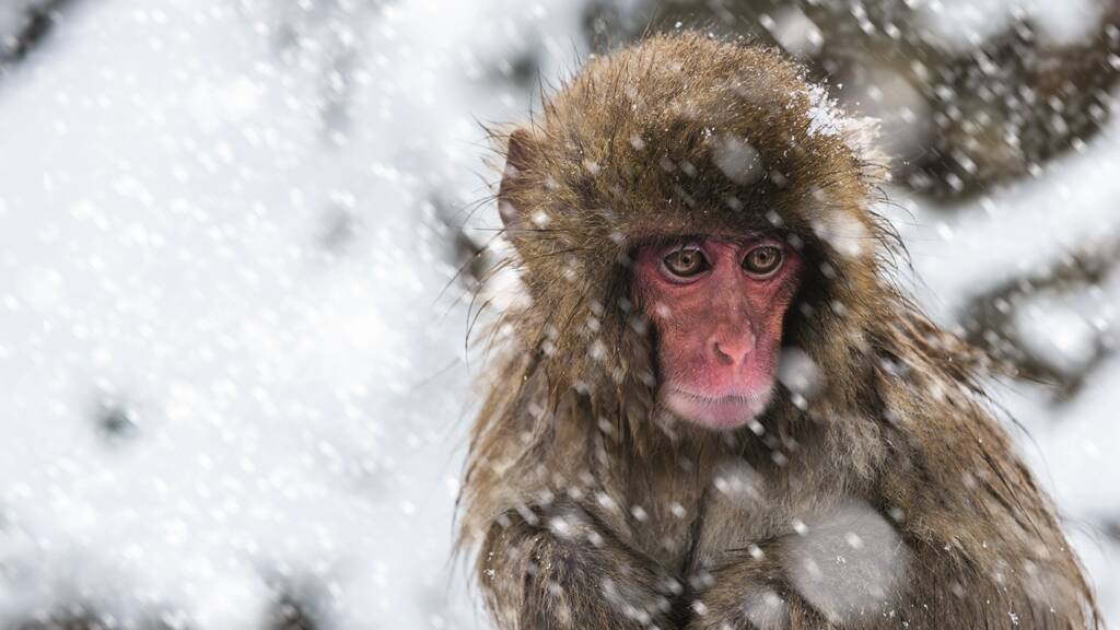 EAST YOUR EYES: See snow monkeys in Japan with Wendy Wu Tours.