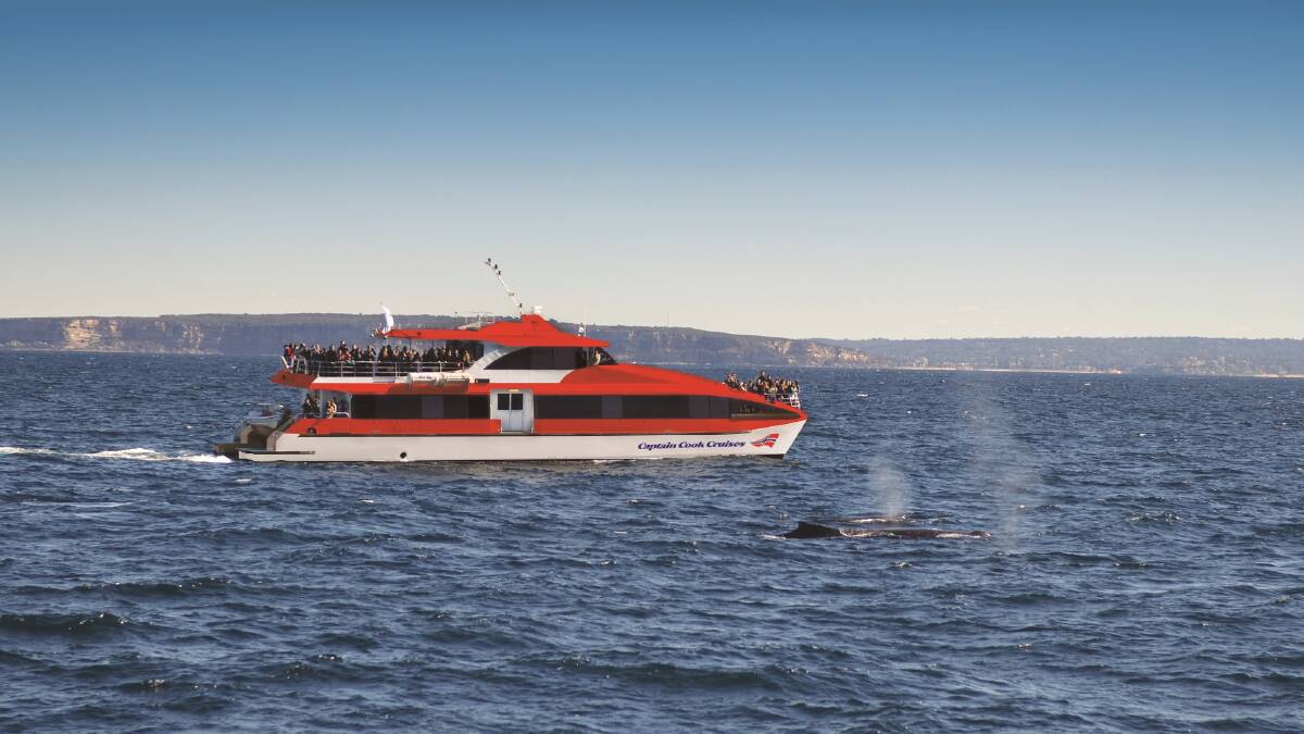 THAR SHE BLOWS: Don't miss out on Captain Cook Cruises' pre-season whale-watching discount.