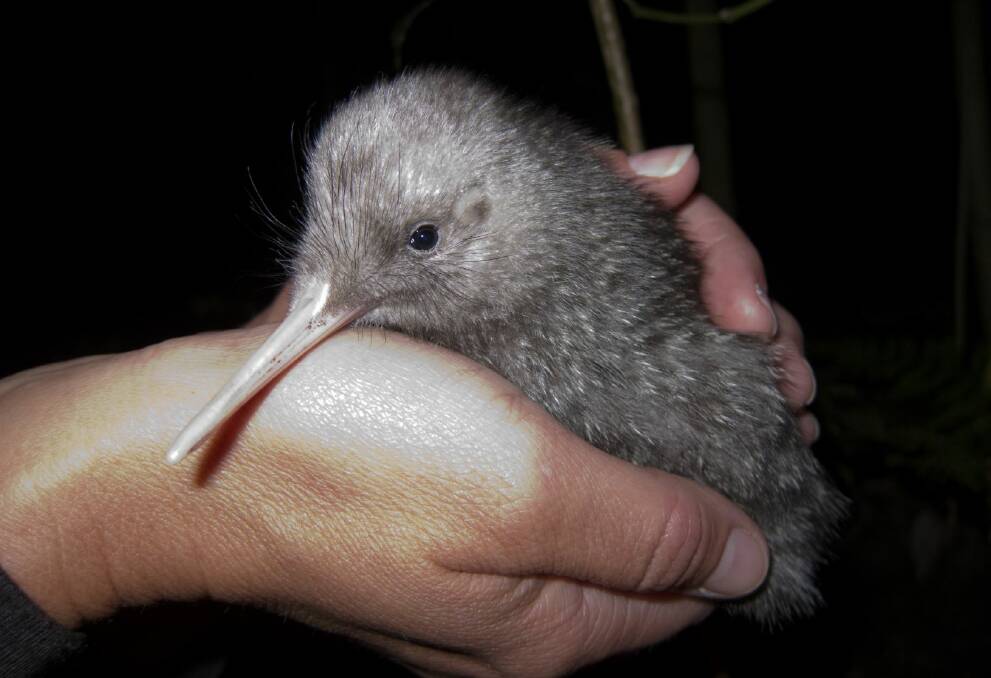 A precious kiwi chick.