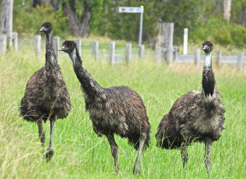 THREE'S COMPANY: Coastal emus at Brooms Head. Photo: Stephen Otton