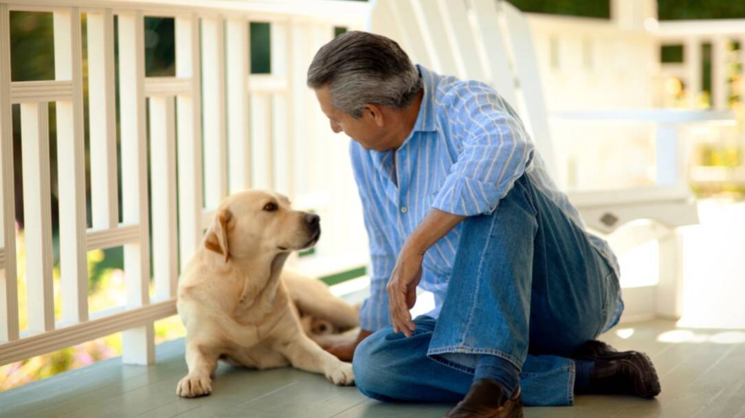 Wills Week 2022 from September 26-30 encourages people not to forget their pets when making a will. Picture Shutterstock