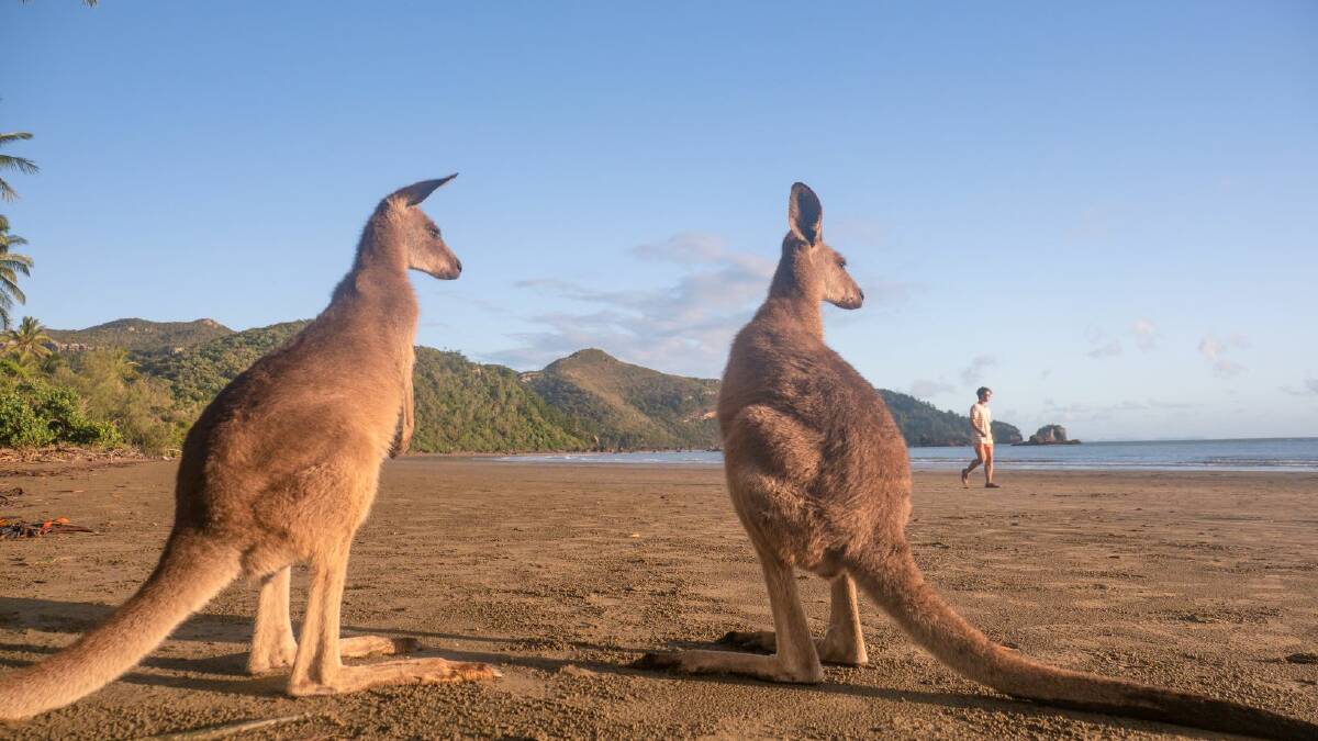 Seeing kangaroos on the beach in Mackay or visiting outback SA, you can find out where and when you can go at the new web portal.