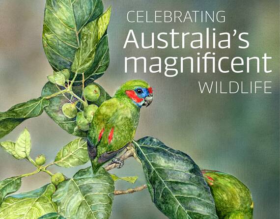 Glorious celebration of Australian wildlife