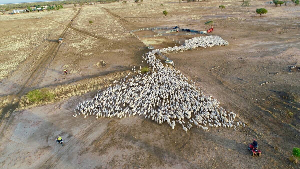 Mustering the sheep at Shandonvale Station by helicopter and bike.