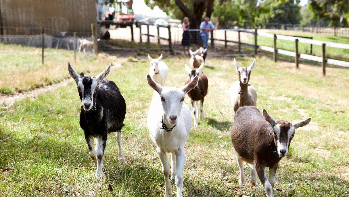 The friendly goats at Main Ridge Dairy.